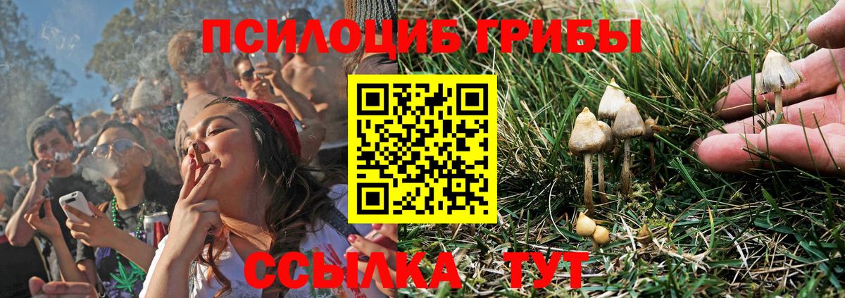 что такое наркотик  Белово  Псилоцибиновые грибы прущие грибы  Псилоцибиновые грибы GOLDEN TEACHER 